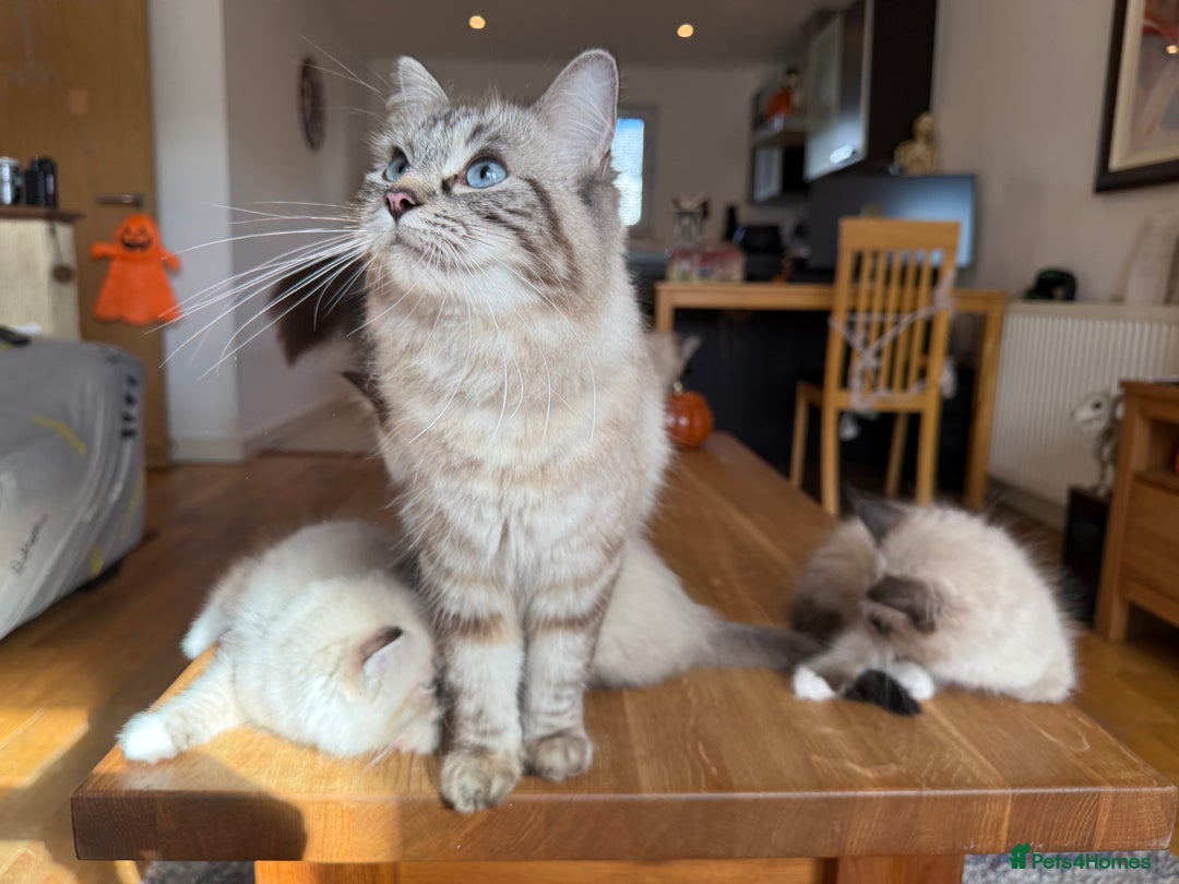 Ragdoll cats for sale: Ragdoll Kittens for Sale - Image 37