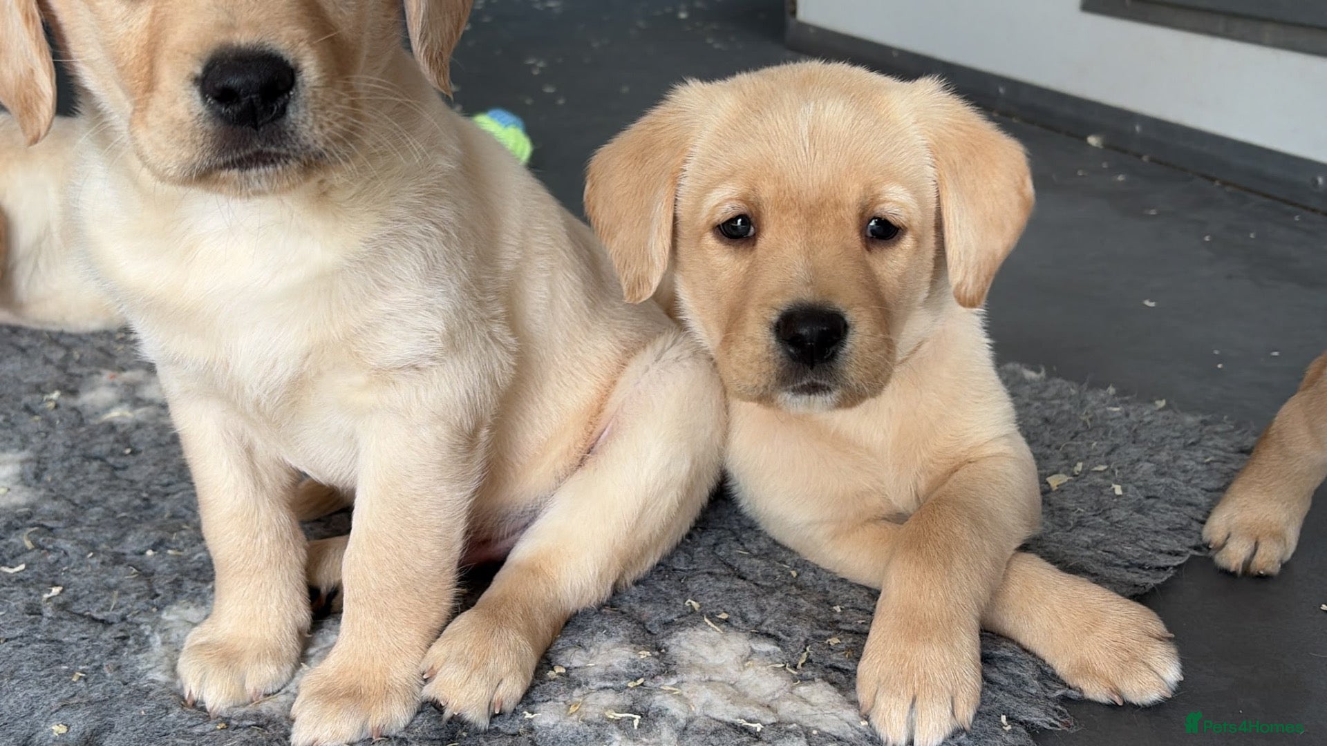 Labrador Retriever dogs Yellow Labradors puppies ⭐️⭐️⭐️⭐️⭐️ breeder - Advert 1
