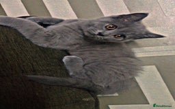 British Shorthair cats for sale: British short hair - Image 1