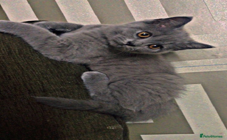 British Shorthair cats for sale - Advert 1