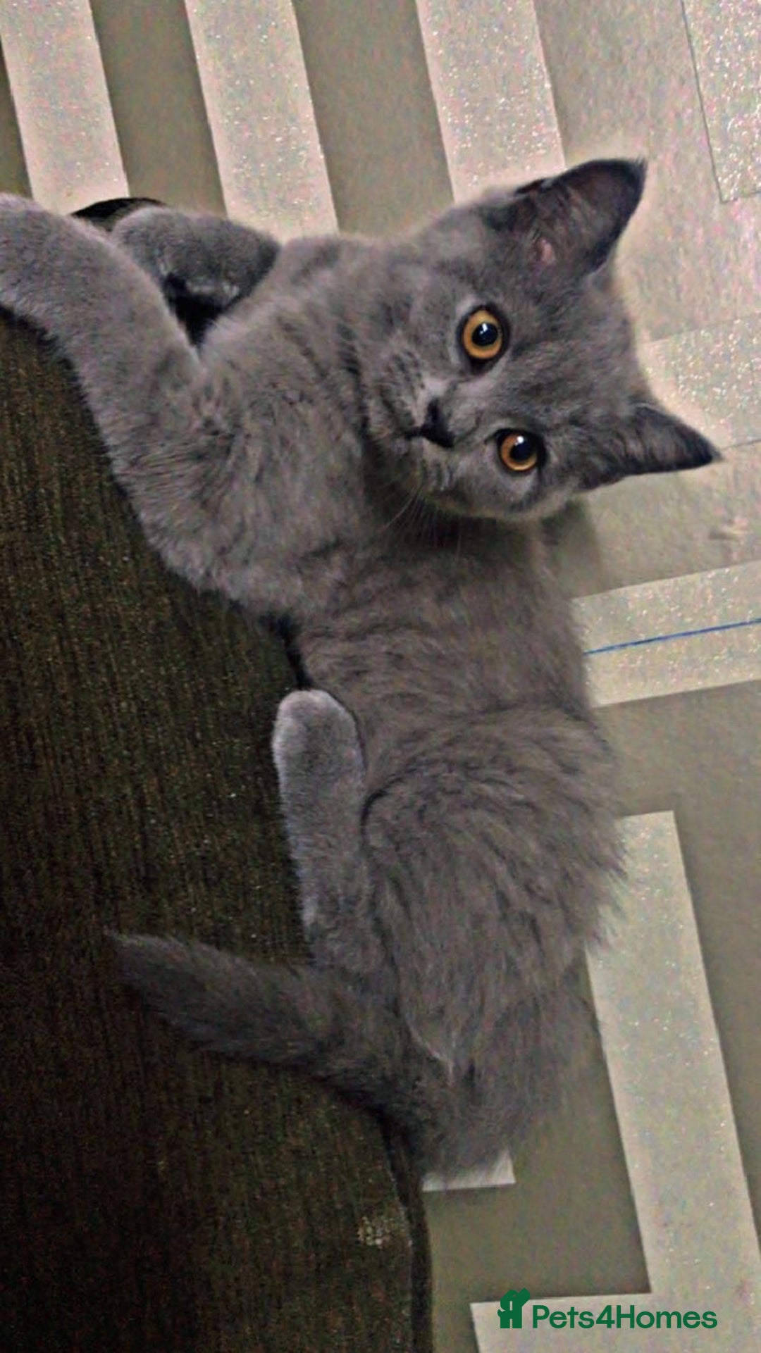 British Shorthair cats for sale: British short hair - Image 1