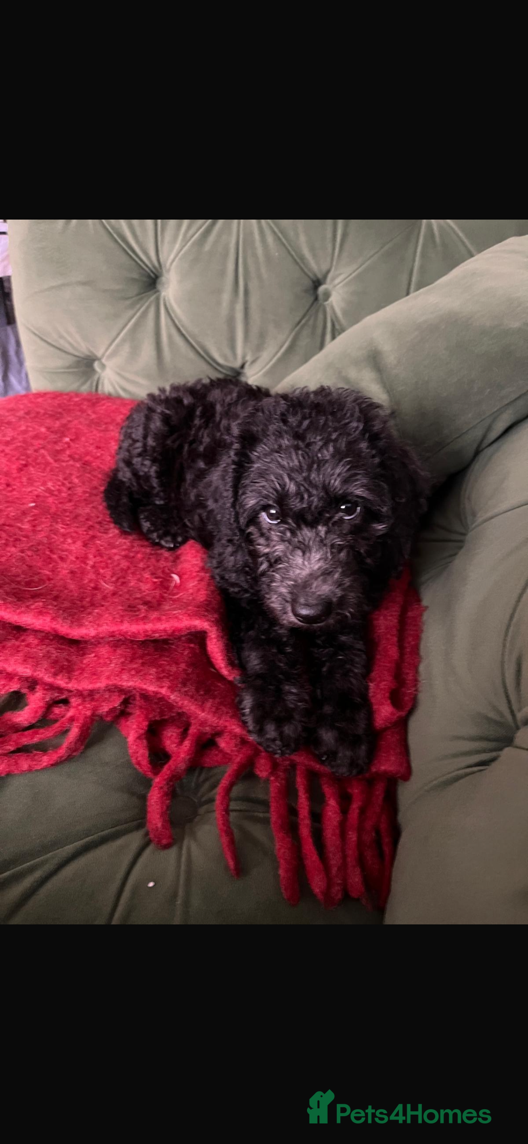 Mixed Breed dogs for sale: COCKERPOO/BEDLINGTON GIRL PUPPY!!!❤️ - Advert 3