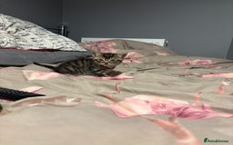British Shorthair cats for sale: 3 tabby girls, 1 black boy - Image 9
