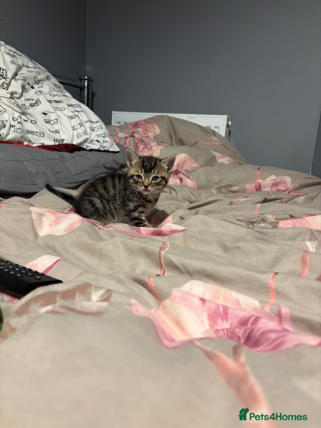 British Shorthair cats for sale: 3 tabby girls, 1 black boy - Image 9