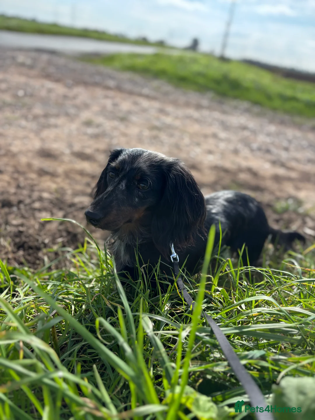 Miniature Dachshund dogs for stud: *proven stud* minature long- haired dachshund  - Advert 2