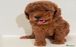 Miniature Poodle dogs for sale: Healthy miniature Poodles!!!! - Image 5