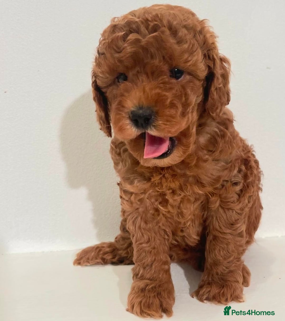 Miniature Poodle dogs for sale: Healthy miniature Poodles!!!! - Image 5