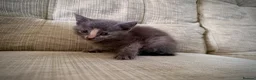 Mixed Breed cats for sale: 🐱 Beautiful Kittens Looking for Loving Homes  - Advert 5