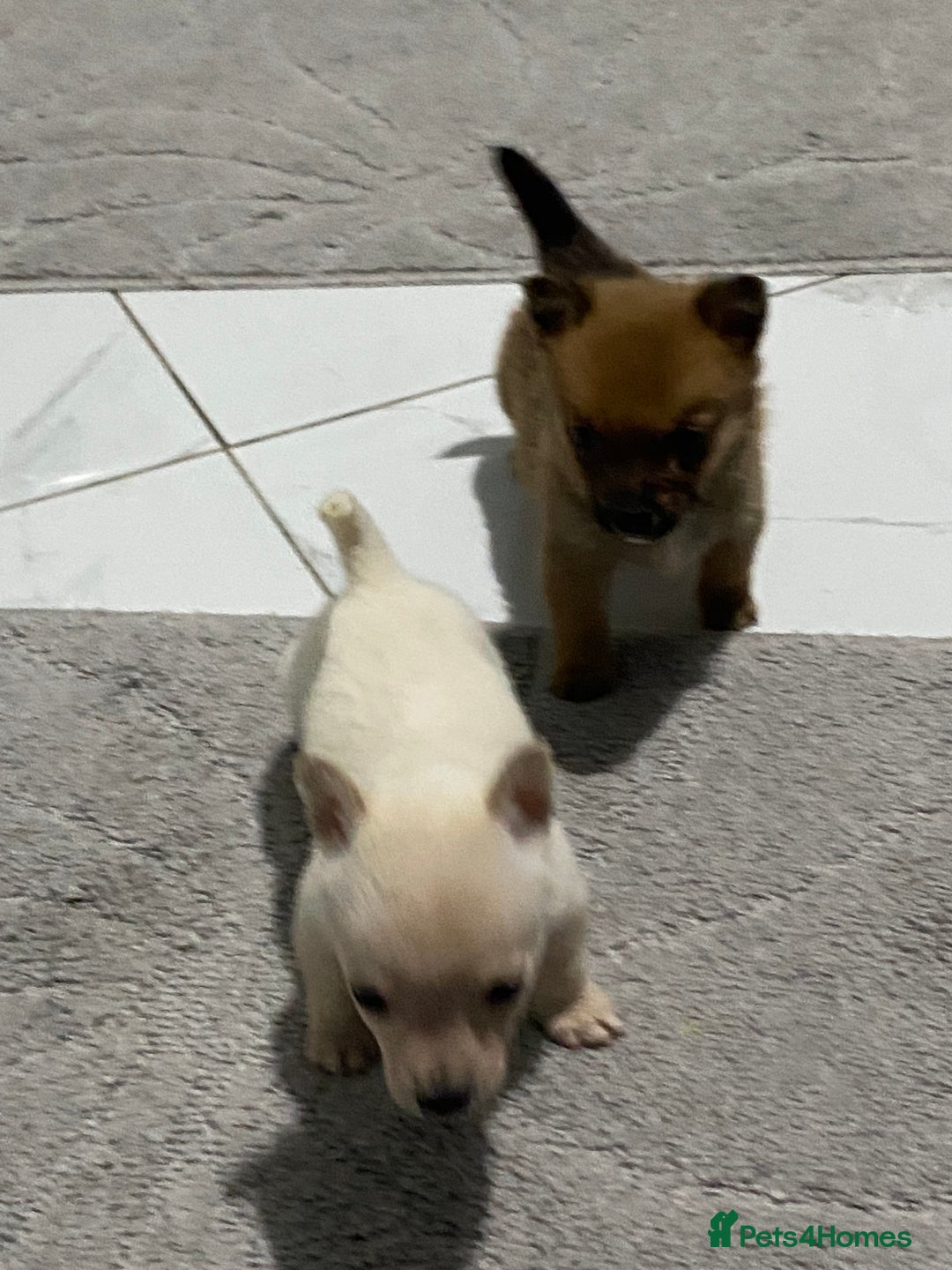 Chihuahua dogs for sale: 3 beautiful chihuahua puppies  - Advert 13