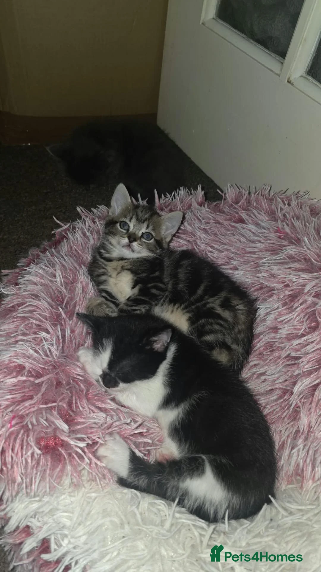Mixed Breed cats for sale: Tabby and 2 black kittens - Advert 19
