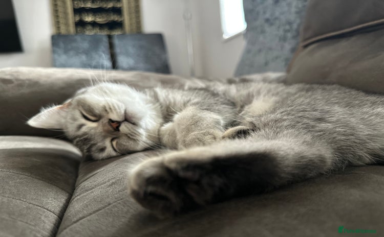 British Shorthair cats for sale - Advert 1