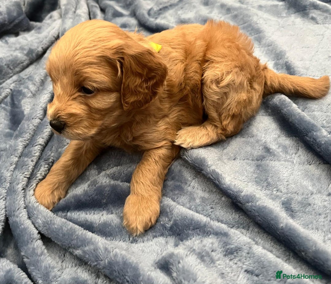 Cockapoo dogs for sale: Beautiful litter of cockapoos - Image 24