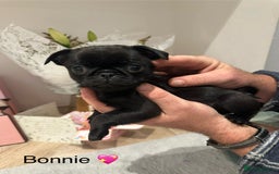 Pug dogs for sale: 🐶 KC Registered Pug Puppies-Ready Now! 🐶 - Image 1