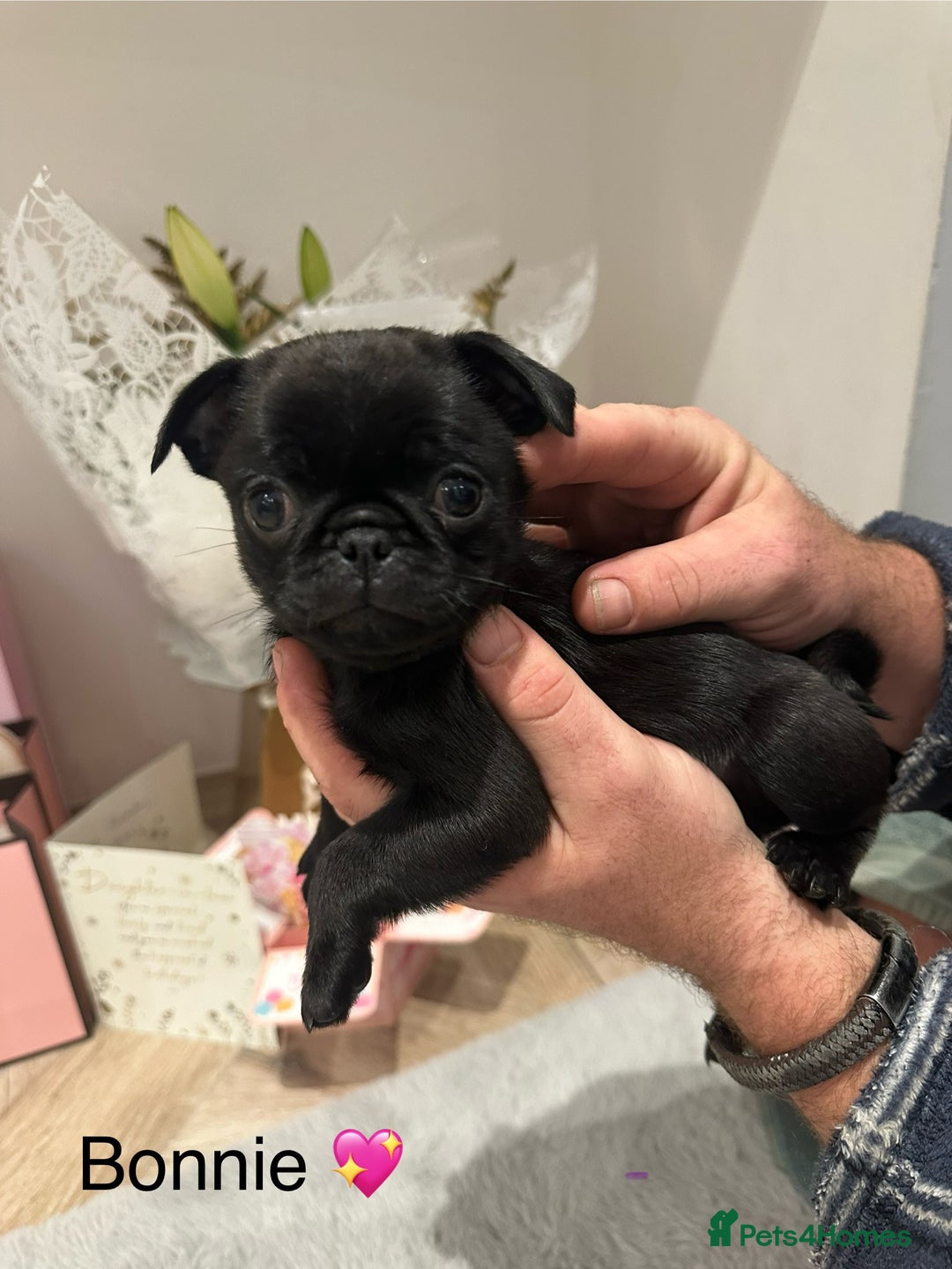 Pug dogs for sale: 🐶 KC Registered Pug Puppies-Ready Now! 🐶 - Image 1