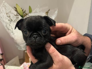 Pug dogs - Advert 1