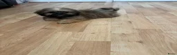 Shih Tzu dogs for sale: shih tzu puppies - Advert 10