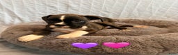 Boxer dogs for sale: 5 KC Reg Brindle Boxer Puppies. - Advert 12