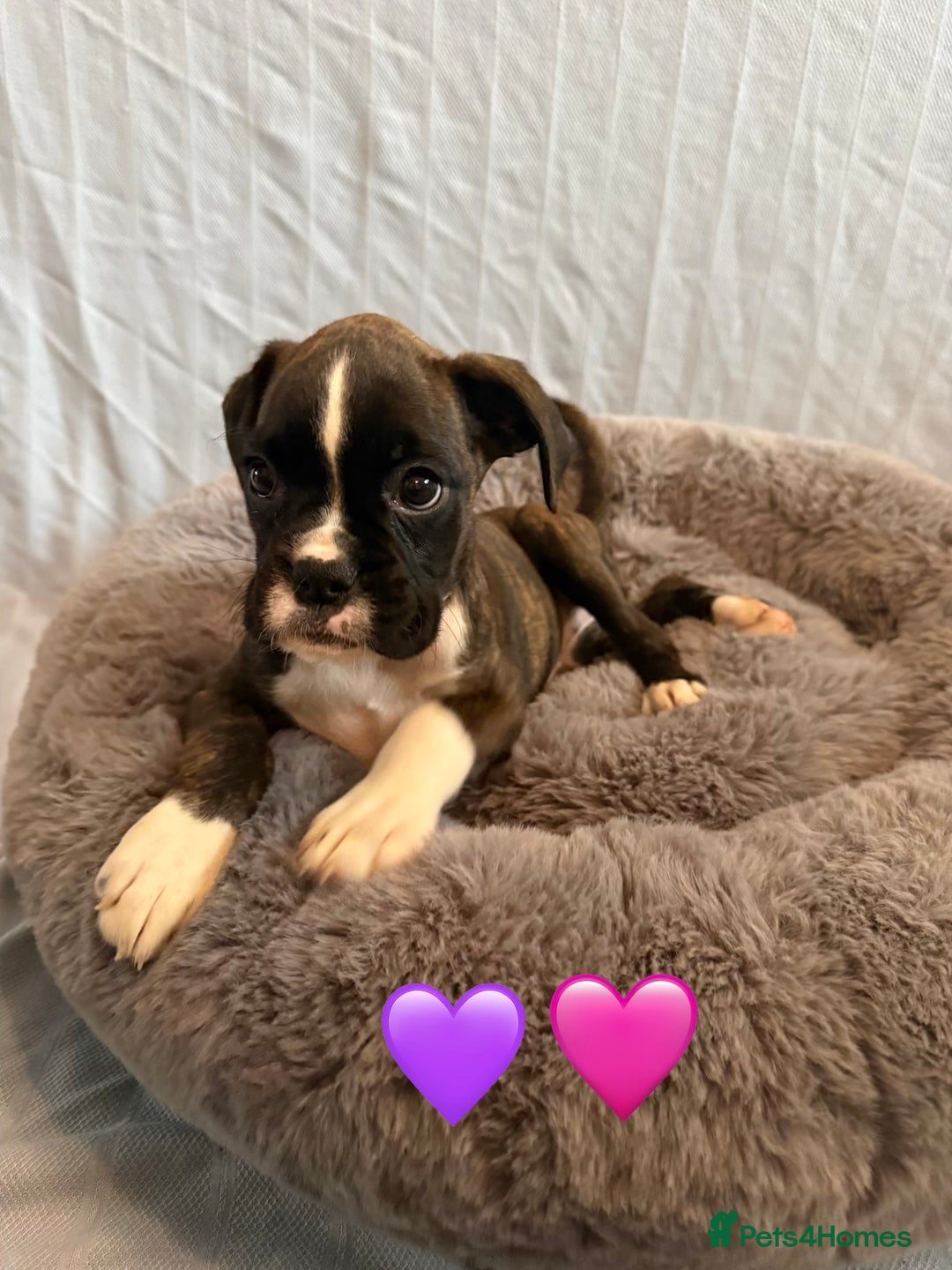 Boxer dogs for sale: 5 KC Reg Brindle Boxer Puppies. - Advert 12
