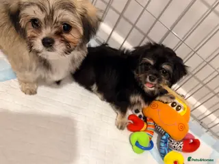 Mixed Breed dogs Ready now Malchi fluffy puppies - Advert 1