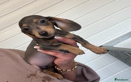 Miniature Dachshund dogs for sale: Mini Dachshund puppies for sale  - Image 11