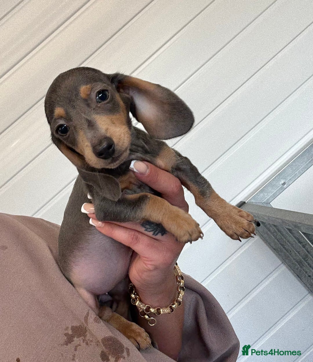 Miniature Dachshund dogs for sale: Mini Dachshund puppies for sale  - Image 11