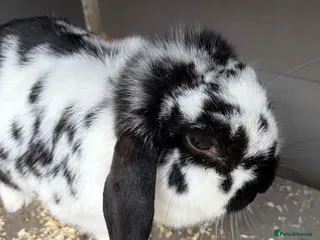 Rex rabbits 2 Year Old Rabbit for Sale - Advert 1