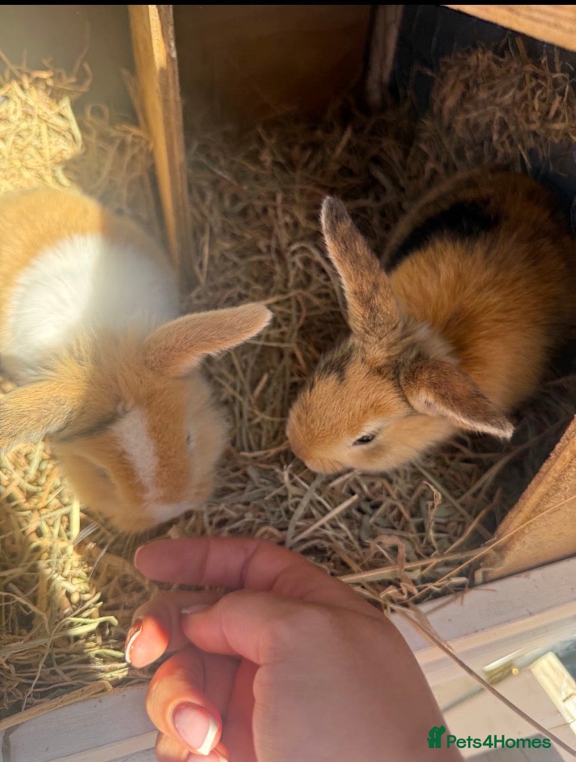 Mini Lion Lop rabbits 3 mini lion head lops - Advert 1