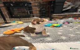 English Bulldog dogs for sale: One Beautiful Cuddly Girl Left 🏠💗 - Image 14