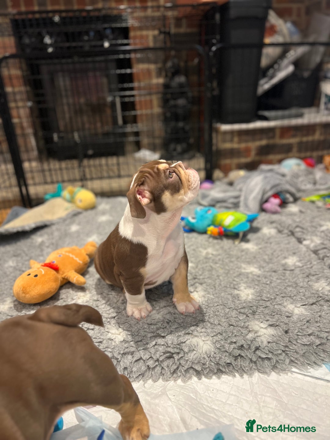 English Bulldog dogs for sale: One Beautiful Cuddly Girl Left 🏠💗 - Image 14