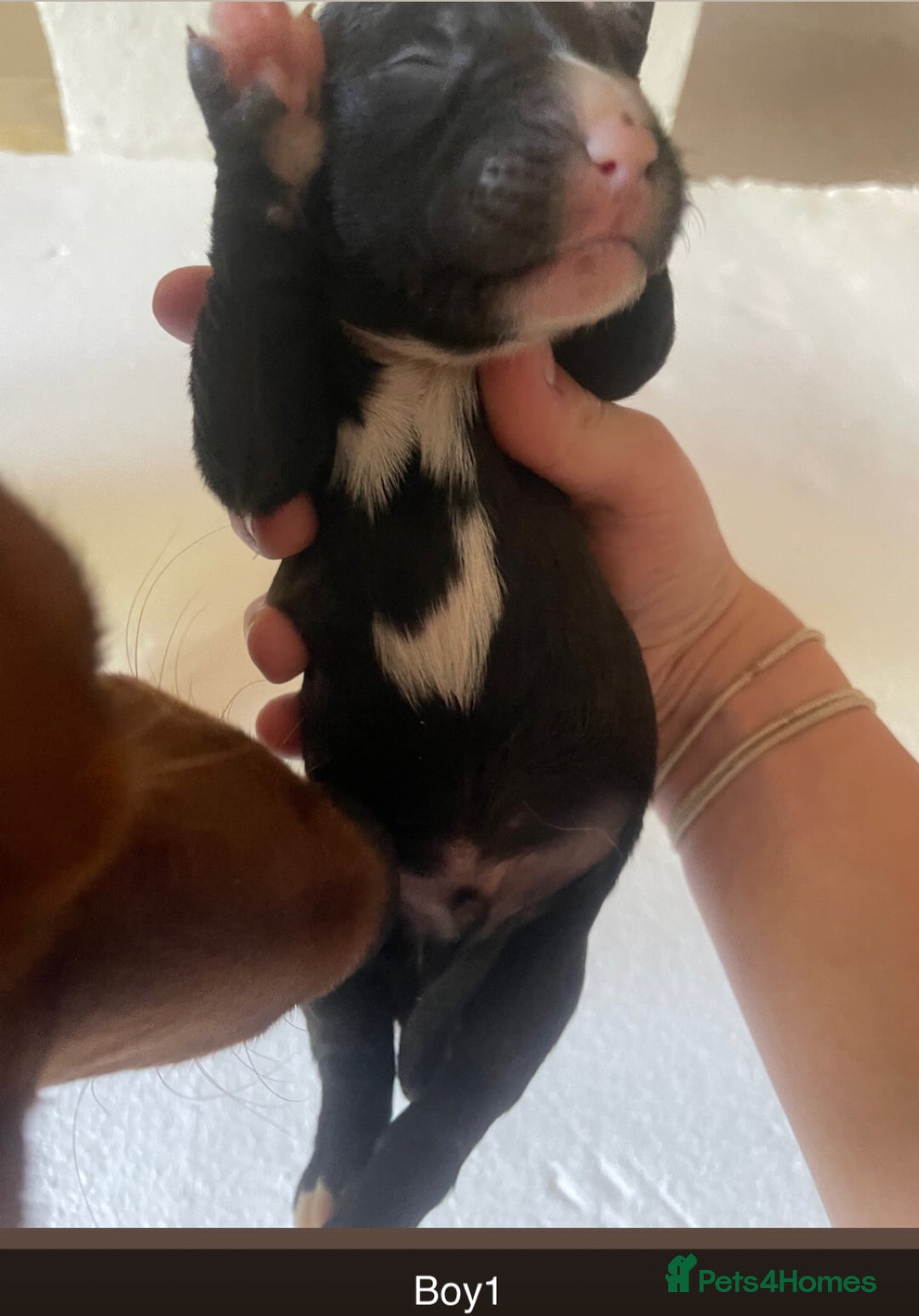 Mixed Breed dogs for sale: Border Collie Cocker puppies - Image 5