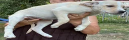 Mixed Breed dogs for adoption: AZALEA– The Little Lap Dog Who May Not Stay Little - Advert 9