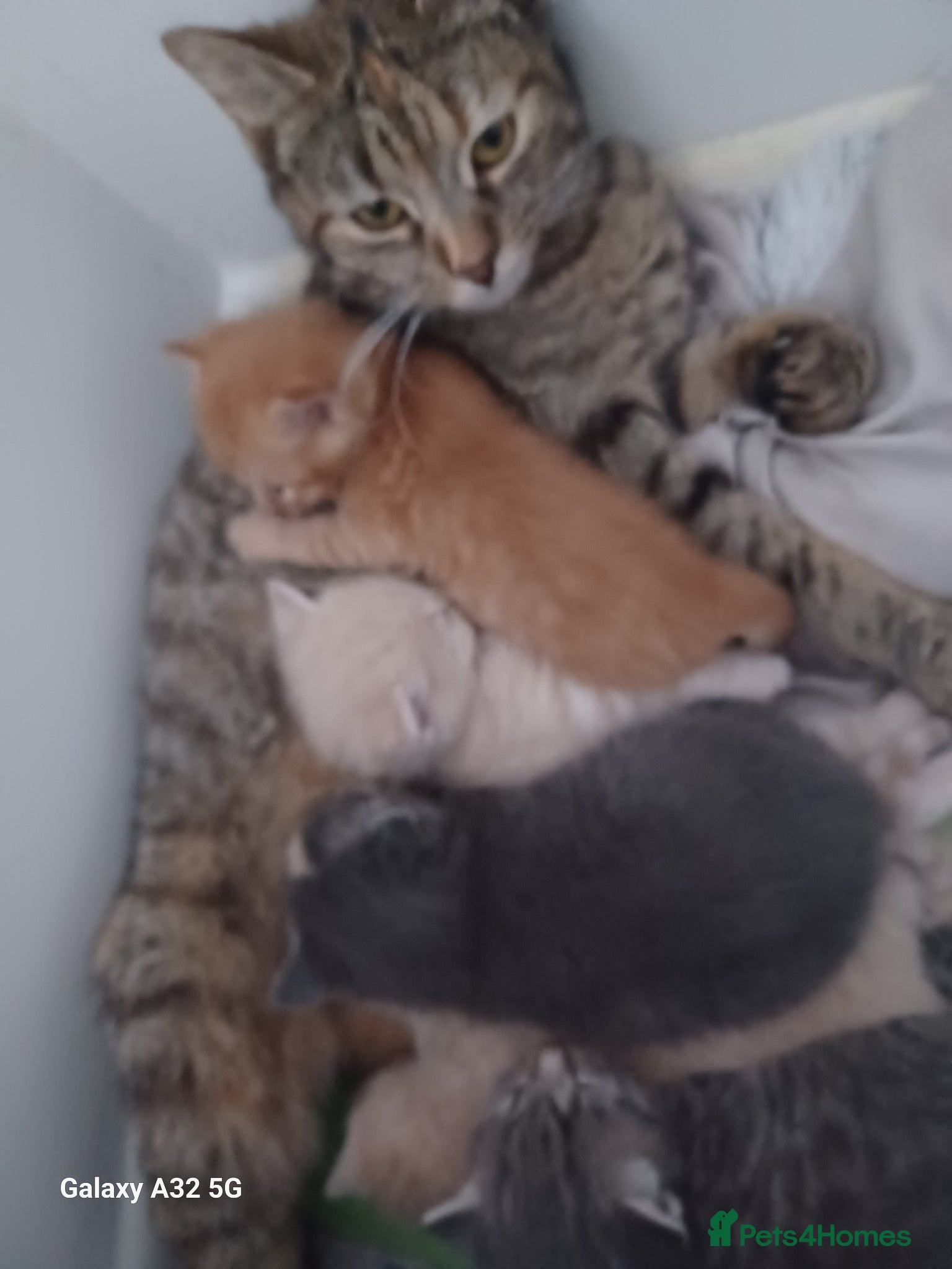 Mixed Breed cats 3 beautiful kittens for sale available 4th May  - Advert 1