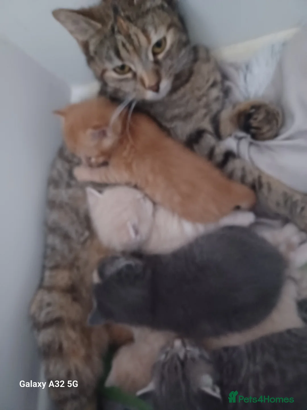 Mixed Breed cats for sale: 4 beautiful kittens for sale available 4th May  in Eastbourne - Advert 1