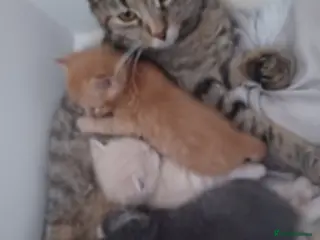 Mixed Breed cats 3 beautiful kittens for sale available 4th May - Advert 1