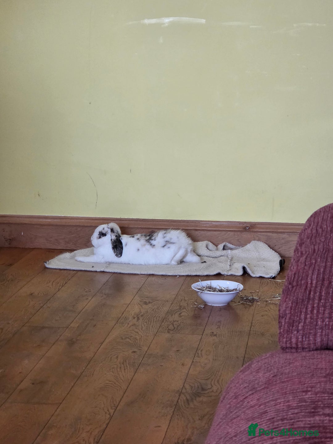 Mini Lop rabbits for sale: Male Rabbit in need of forever home.  - Image 7