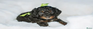 Cockapoo Puppy 8