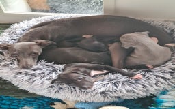 Italian Greyhound dogs for sale: Beautiful italian greyhound  - Image 15
