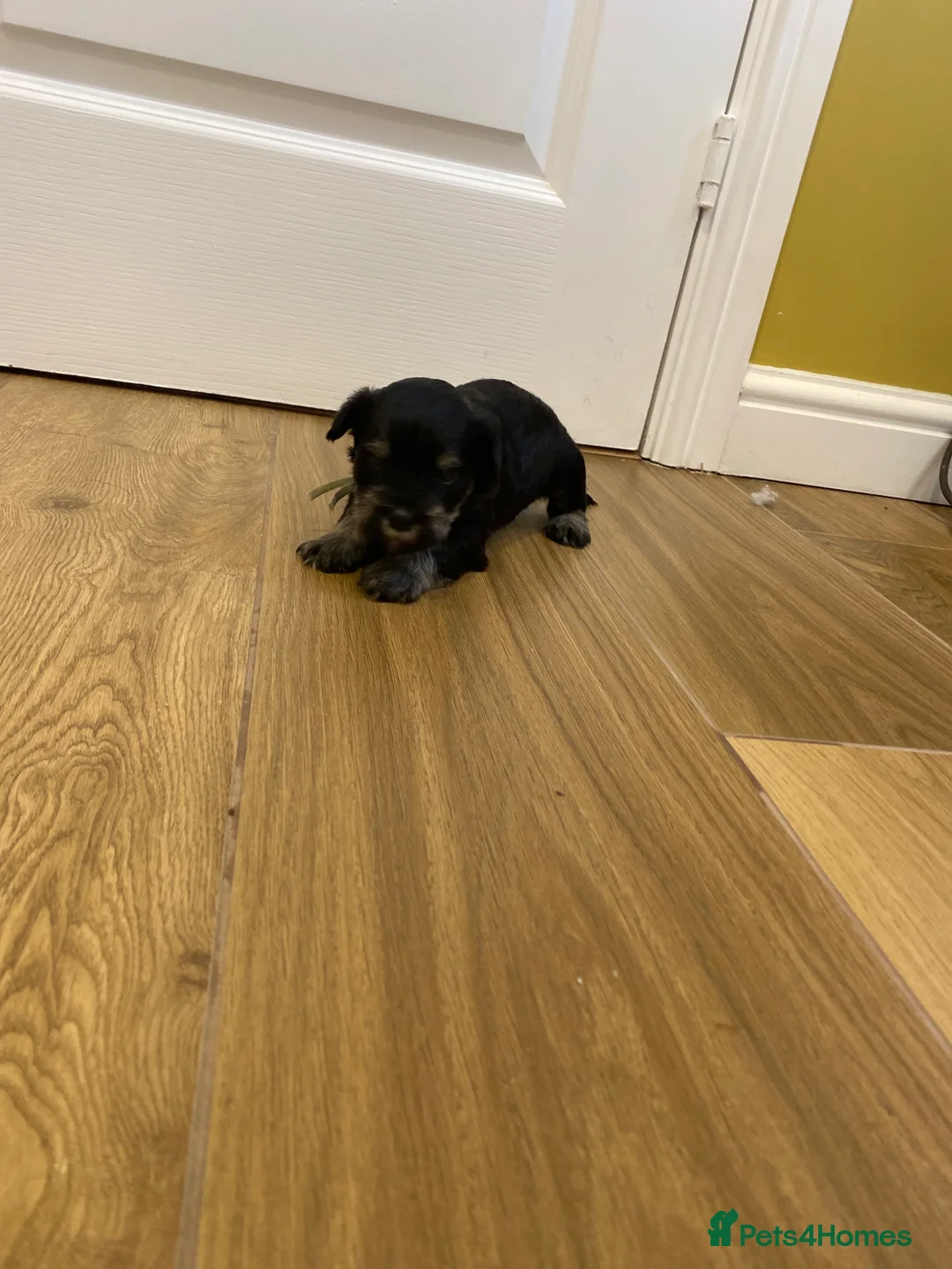 Miniature Schnauzer dogs for sale: Miniature schnauzers  - Advert 8