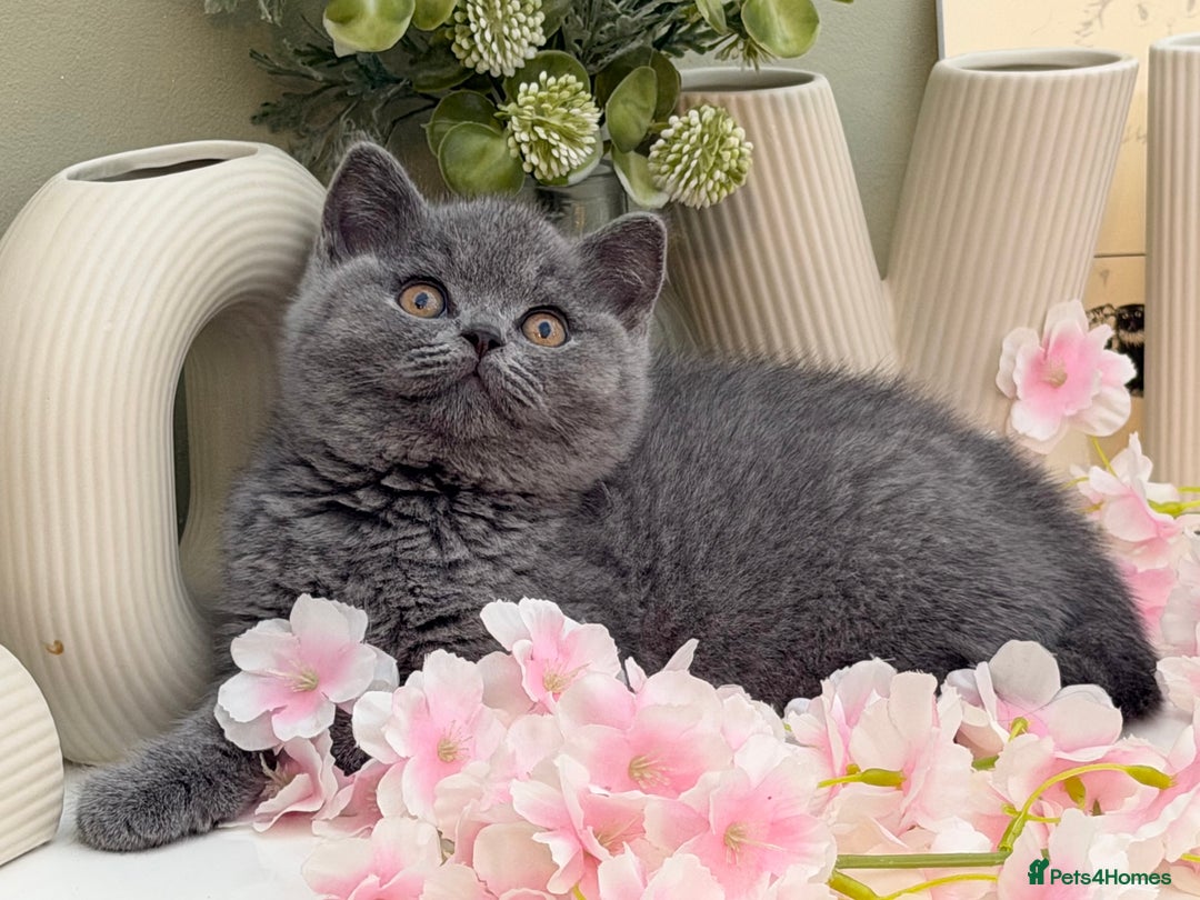 British Shorthair cats for sale: Gorgeous British Kittens - Advert 22