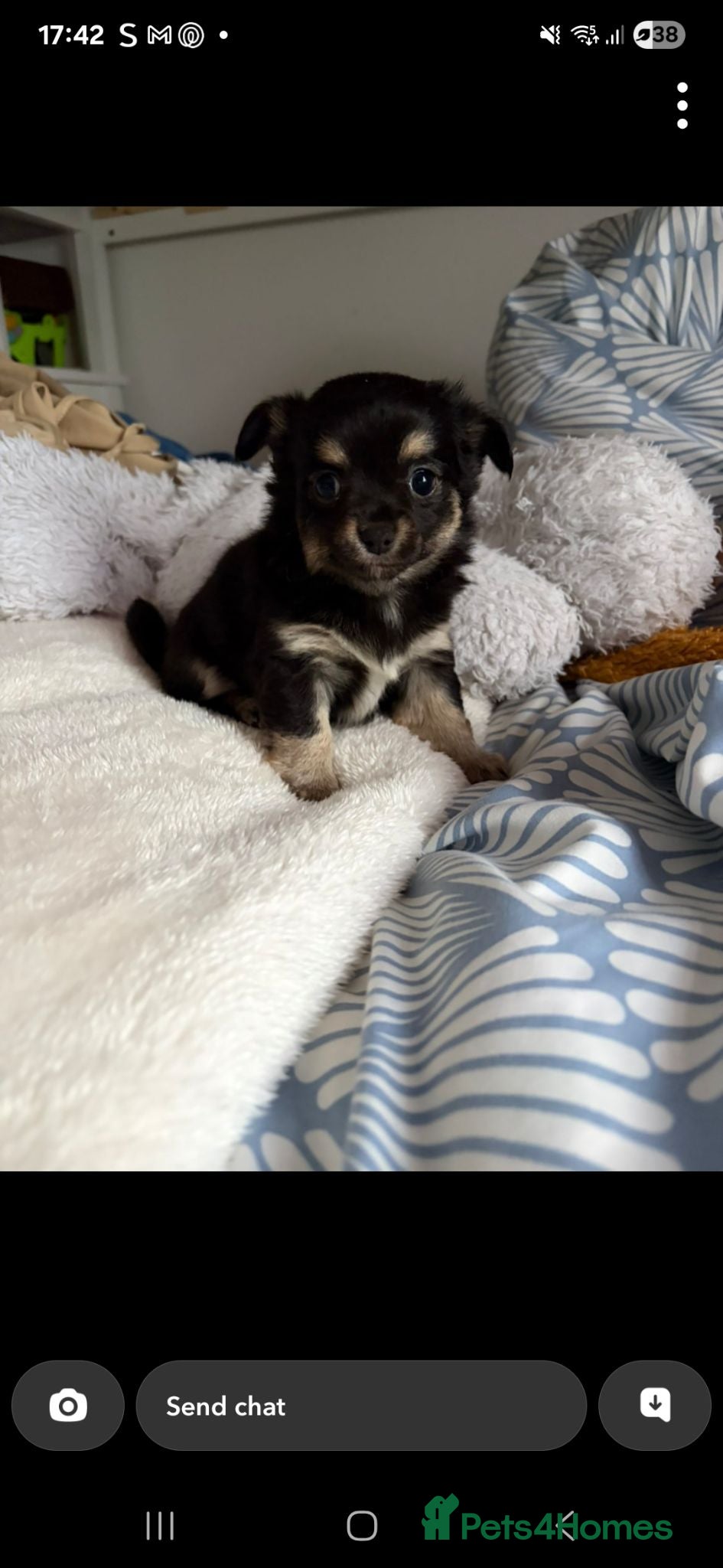 Pomchi dogs Pomchis 💙💙💖 - Advert 6