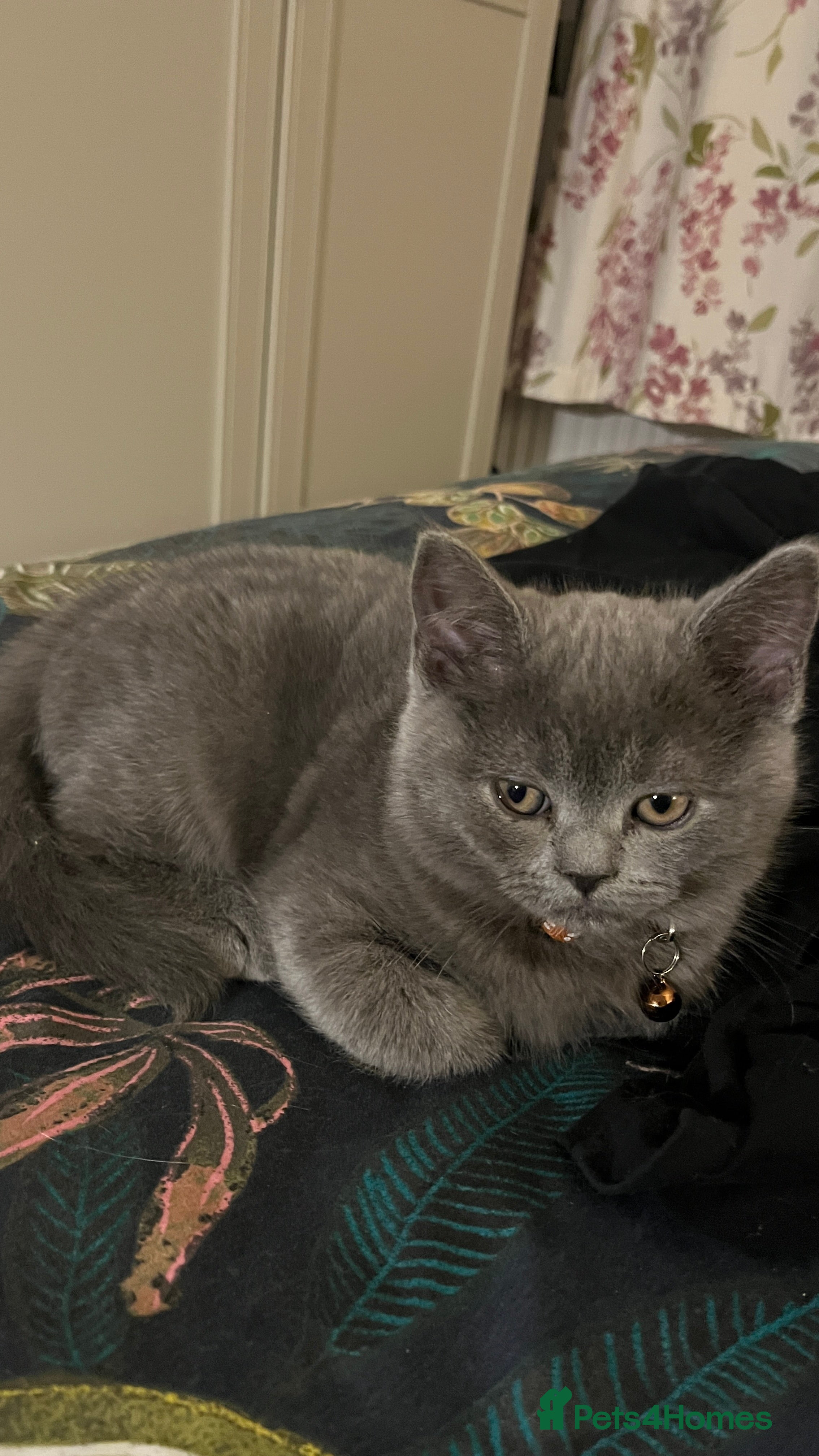 Scottish Fold cats Lovely Scottish blue fold kittens  - Advert 5