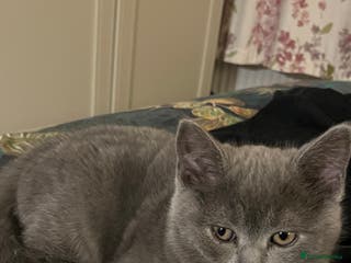 Scottish Fold cats Lovely Scottish blue fold kittens - Advert 2