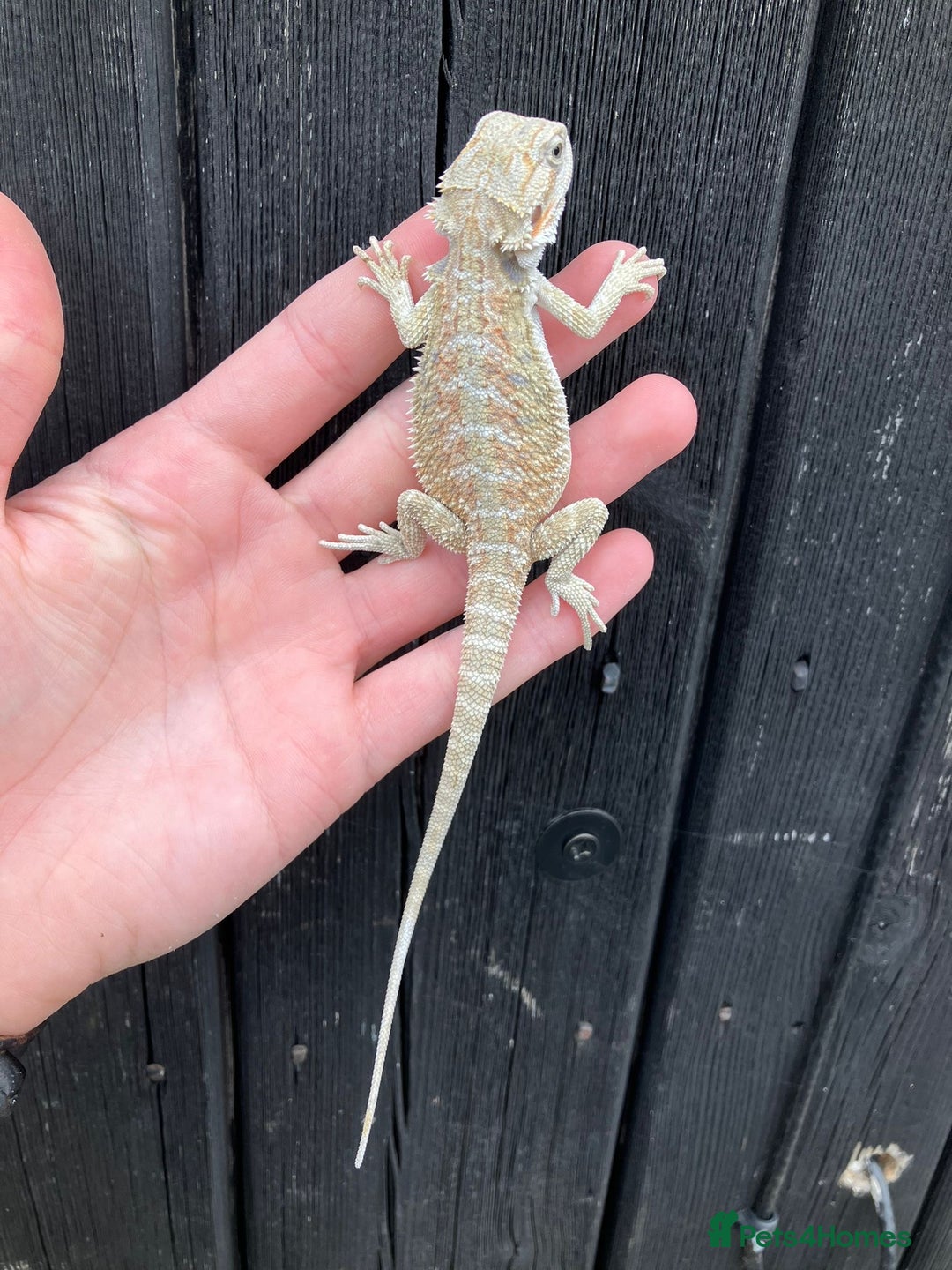 Bearded Dragon reptiles for sale: Bearded Dragons - stunning babies  - Image 11