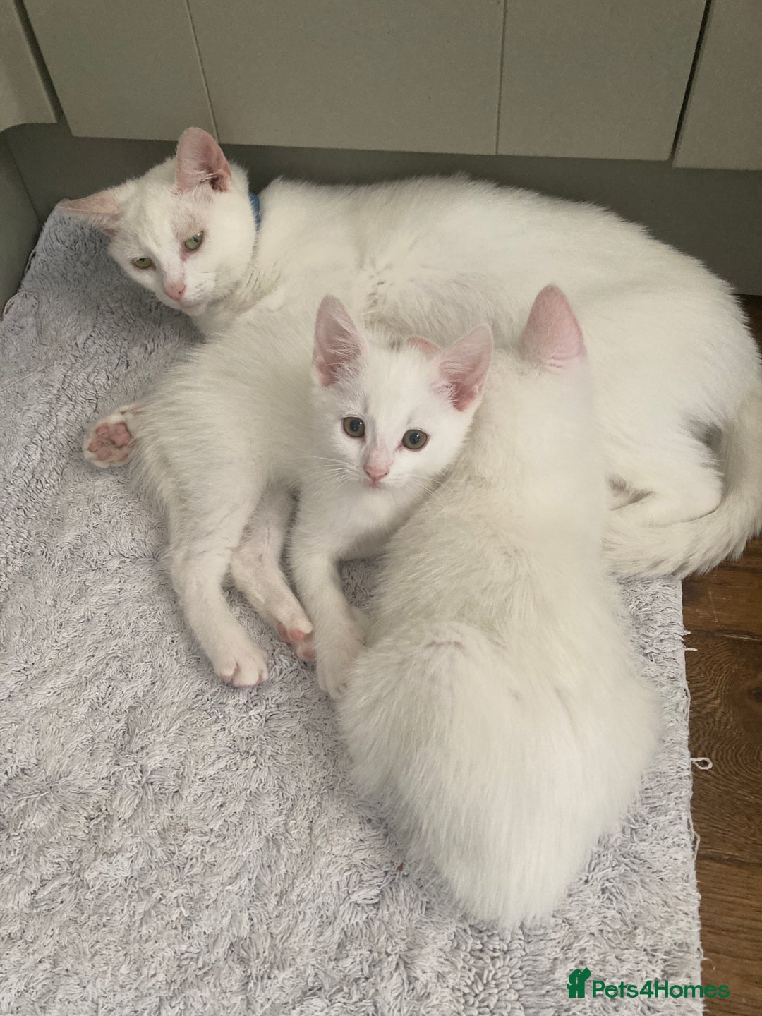 Turkish Van cats for sale: Gorgeous & Loving Turkish Van Kittens - Image 33