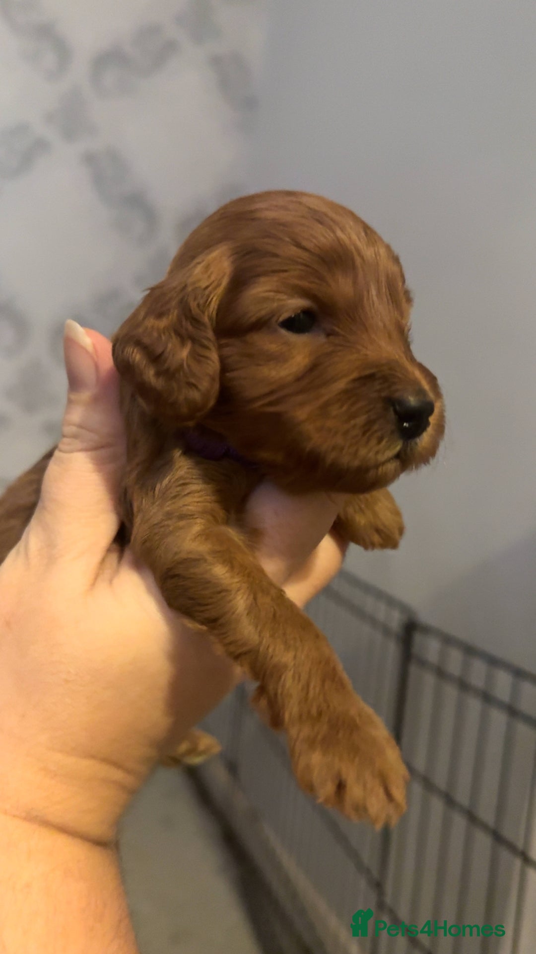 Cockapoo dogs for sale: F1 Cockapoos - Advert 10