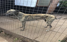 Greyhound dogs for sale: Greyhound for sale  - Image 2