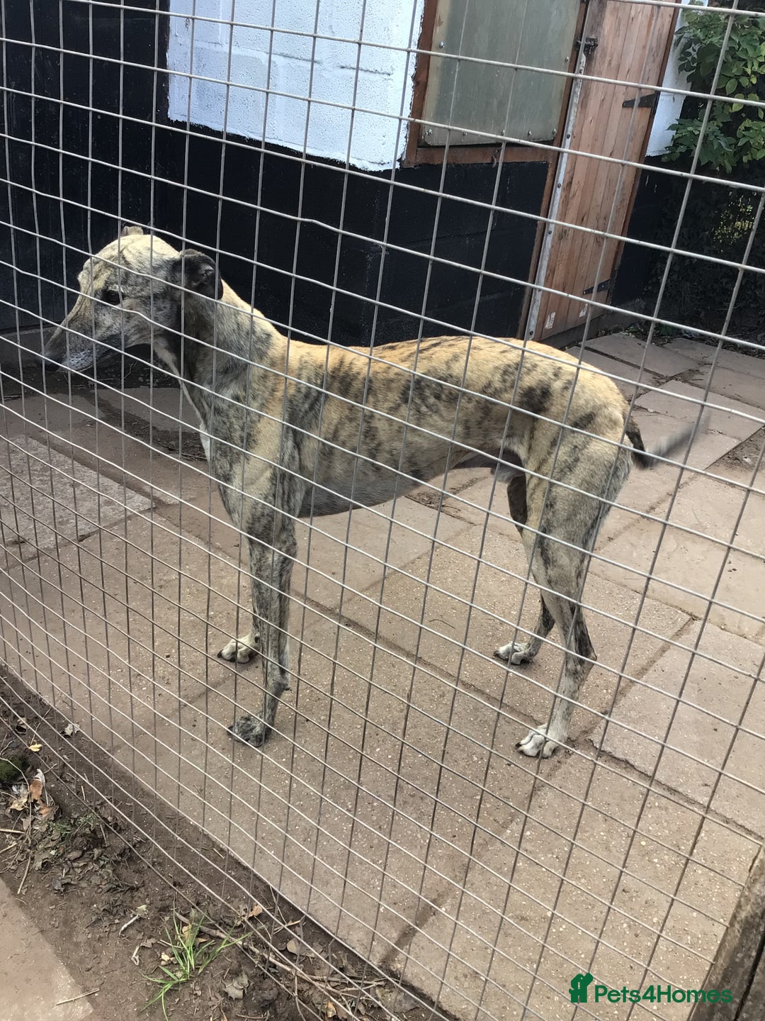 Greyhound dogs for sale: Greyhound for sale  - Image 2