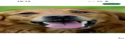 Golden Retriever dogs for sale: Outstanding Quality Puppies  - Advert 12