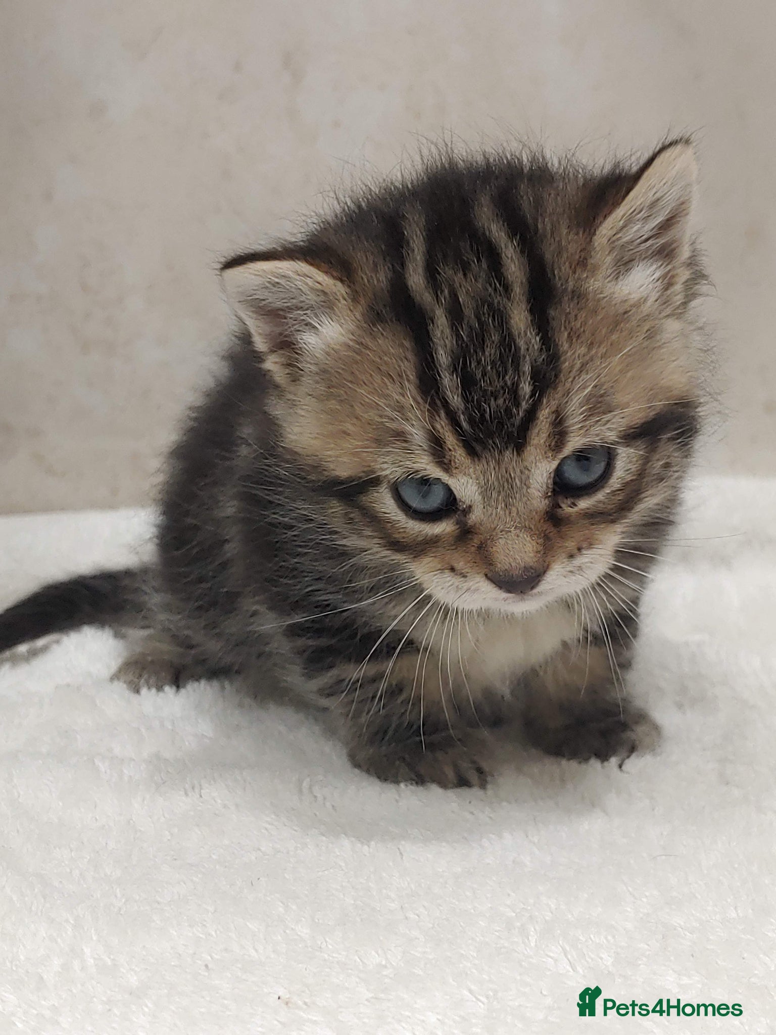 British Shorthair cats  BRITISH SHORTHAIR BENGAL CROSS marbled Boys&Girl - Advert 1