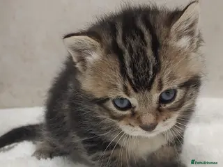 British Shorthair cats BRITISH SHORTHAIR BENGAL CROSS marbled Boys&Girl - Advert 2